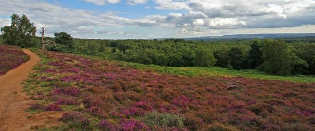 Puttenham Common