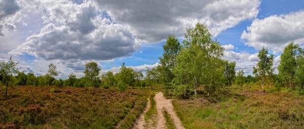Whitmoor Common