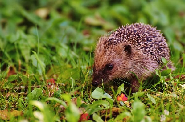 British Wildlife Centre, Lingfield