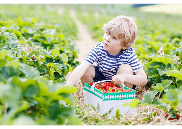 Pick your Own Farms Near Guildford