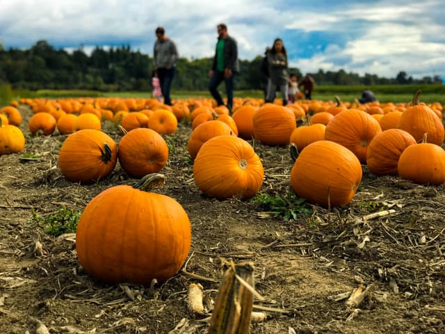 Pumpkin Picking Near Guildford