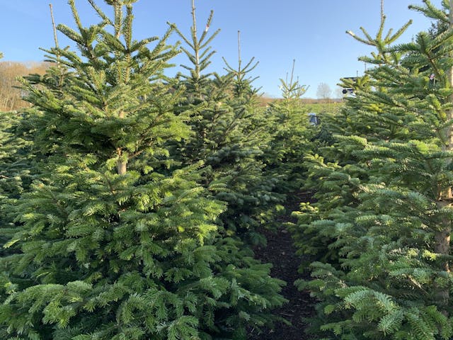 Where to pick your own Christmas Tree near Guildford