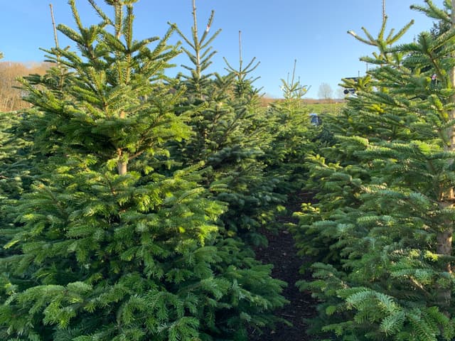 Where to pick your own Christmas Tree near Guildford