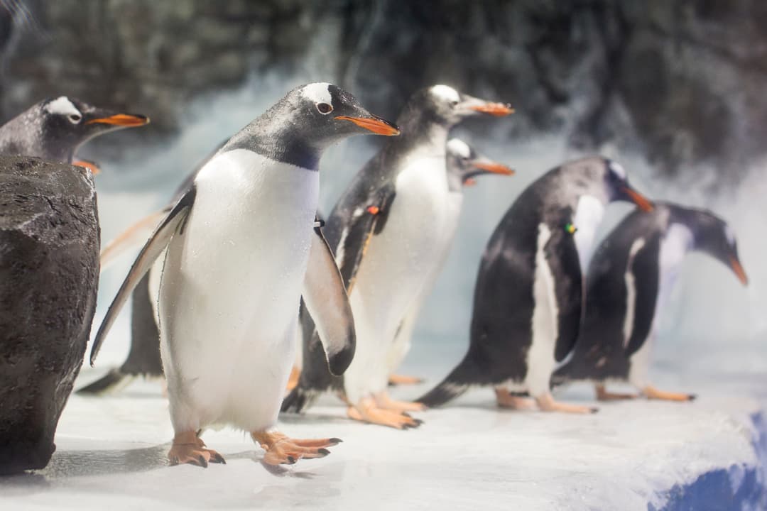 Animal Crossing: New Horizons - image 2