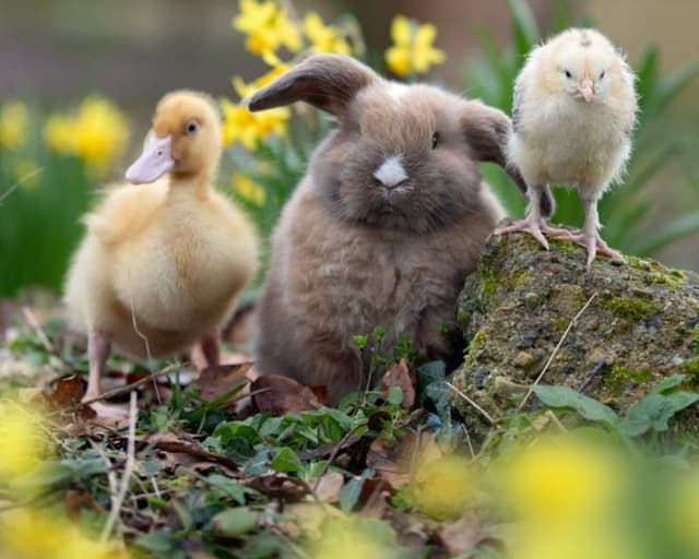 Spring into Fun at Godstone Farm